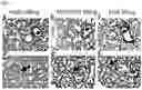 Fig. 08 - Binding Molecule Having Neutralizing Activity Against Middle East Respiratory Syndrome-Coronavirus