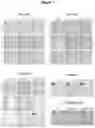 Fig. 04 - Antibodies specific for hyperphosphorylated tau and methods of use thereof