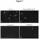 Fig. 08 - Antibodies specific for hyperphosphorylated tau and methods of use thereof