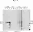 Fig. 09 - Antibodies specific for hyperphosphorylated tau and methods of use thereof