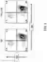 Fig. 07 - RESTRICTED IMMUNOGLOBULIN HEAVY CHAIN MICE