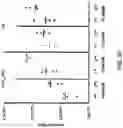 Fig. 23 - RESTRICTED IMMUNOGLOBULIN HEAVY CHAIN MICE