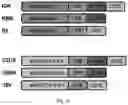 Fig. 08 - TWO CHIMERIC ANTIGEN RECEPTORS SPECIFICALLY BINDING CD19 AND IGKAPPA