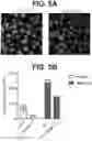 Fig. 08 - ANTI-TREM2 ANTIBODIES AND METHODS OF USE THEREOF