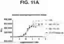 Fig. 20 - ANTI-TREM2 ANTIBODIES AND METHODS OF USE THEREOF
