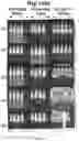 Fig. 16 - CD19 ANTIBODIES AND METHODS OF USING THE SAME