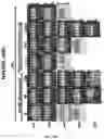 Fig. 19 - CD19 ANTIBODIES AND METHODS OF USING THE SAME