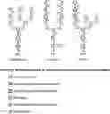 Fig. 01 - MODULATING ANTIBODY EFFECTOR FUNCTIONS
