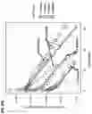 Fig. 41 - METHODS AND USES OF VARIANT CD80 FUSION PROTEINS AND RELATED CONSTRUCTS