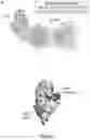 Fig. 05 - BTLA ANTIBODIES