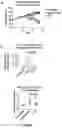 Fig. 09 - BTLA ANTIBODIES