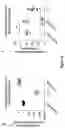 Fig. 11 - BTLA ANTIBODIES