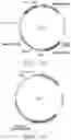 Fig. 02 - Artificial cell death polypeptide for chimeric antigen receptor and uses thereof