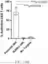 Fig. 37 - Artificial cell death polypeptide for chimeric antigen receptor and uses thereof