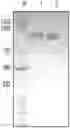 Fig. 01 - MULTIMERIC GITR BINDING MOLECULES AND USES THEREOF