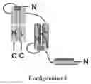 Fig. 11 - Compositions and methods related to tumor activated antibodies targeting PSMA and effector cell antigens