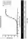 Fig. 36 - Compositions and methods related to tumor activated antibodies targeting PSMA and effector cell antigens