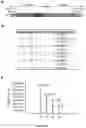 Fig. 06 - CHEMICALLY INDUCED PROTEIN DIMERIZATION SYSTEMS