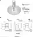 Fig. 09 - CHEMICALLY INDUCED PROTEIN DIMERIZATION SYSTEMS