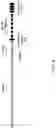 Fig. 05 - MICE THAT MAKE VL BINDING PROTEINS