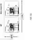 Fig. 17 - MICE THAT MAKE VL BINDING PROTEINS