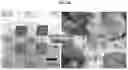 Fig. 13 - HIGH PERFORMANCE SELF-HEALING POLYMER GEL ELECTROLYTE CONTAINING IONIC SIDE BRANCHES