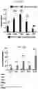 Fig. 03 - 'SMART' HYDROGEL FOR THE RADIOSENSITIZATION AND SUSTAINED DELIVERY OF THERAPEUTICS TRIGGERED BY IRRADIATION