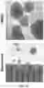 Fig. 04 - 'SMART' HYDROGEL FOR THE RADIOSENSITIZATION AND SUSTAINED DELIVERY OF THERAPEUTICS TRIGGERED BY IRRADIATION