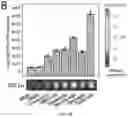 Fig. 07 - 'SMART' HYDROGEL FOR THE RADIOSENSITIZATION AND SUSTAINED DELIVERY OF THERAPEUTICS TRIGGERED BY IRRADIATION