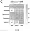 Fig. 08 - 'SMART' HYDROGEL FOR THE RADIOSENSITIZATION AND SUSTAINED DELIVERY OF THERAPEUTICS TRIGGERED BY IRRADIATION