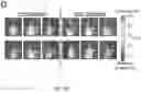 Fig. 09 - 'SMART' HYDROGEL FOR THE RADIOSENSITIZATION AND SUSTAINED DELIVERY OF THERAPEUTICS TRIGGERED BY IRRADIATION