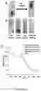 Fig. 10 - 'SMART' HYDROGEL FOR THE RADIOSENSITIZATION AND SUSTAINED DELIVERY OF THERAPEUTICS TRIGGERED BY IRRADIATION