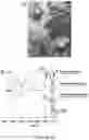 Fig. 11 - 'SMART' HYDROGEL FOR THE RADIOSENSITIZATION AND SUSTAINED DELIVERY OF THERAPEUTICS TRIGGERED BY IRRADIATION