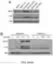 Fig. 17 - 'SMART' HYDROGEL FOR THE RADIOSENSITIZATION AND SUSTAINED DELIVERY OF THERAPEUTICS TRIGGERED BY IRRADIATION