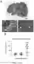 Fig. 19 - 'SMART' HYDROGEL FOR THE RADIOSENSITIZATION AND SUSTAINED DELIVERY OF THERAPEUTICS TRIGGERED BY IRRADIATION
