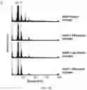 Fig. 23 - 'SMART' HYDROGEL FOR THE RADIOSENSITIZATION AND SUSTAINED DELIVERY OF THERAPEUTICS TRIGGERED BY IRRADIATION