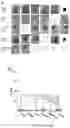 Fig. 31 - 'SMART' HYDROGEL FOR THE RADIOSENSITIZATION AND SUSTAINED DELIVERY OF THERAPEUTICS TRIGGERED BY IRRADIATION