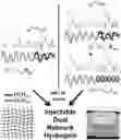 Fig. 01 - MIXTURES OF SYNTHETIC COPOLYPEPTIDE HYDROGELS