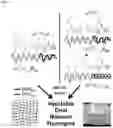 Fig. 02 - MIXTURES OF SYNTHETIC COPOLYPEPTIDE HYDROGELS