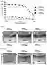 Fig. 05 - MIXTURES OF SYNTHETIC COPOLYPEPTIDE HYDROGELS