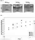 Fig. 06 - MIXTURES OF SYNTHETIC COPOLYPEPTIDE HYDROGELS