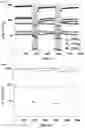 Fig. 07 - MIXTURES OF SYNTHETIC COPOLYPEPTIDE HYDROGELS