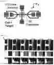 Fig. 05 - MICROFLUIDIC SYSTEM FOR INTRACELLULAR DELIVERY OF MATERIALS AND METHOD THEREFOR