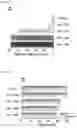 Fig. 13 - MICROFLUIDIC SYSTEM FOR INTRACELLULAR DELIVERY OF MATERIALS AND METHOD THEREFOR