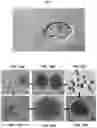Fig. 10 - Biomass growth composition containing sp. strain