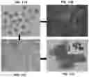 Fig. 11 - Biomass growth composition containing sp. strain