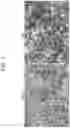 Fig. 02 - HUMAN FATTY-LIVER MODEL CELLS