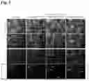 Fig. 07 - METHODS OF GENERATING AND ISOLATING MIDBRAIN DOPAMINE NEURONS