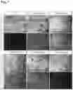 Fig. 09 - METHODS OF GENERATING AND ISOLATING MIDBRAIN DOPAMINE NEURONS