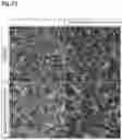 Fig. 17 - METHODS OF GENERATING AND ISOLATING MIDBRAIN DOPAMINE NEURONS